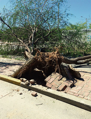 Este es uno de los árboles que las ráfagas de viento arrancaron de raíz, en una vía pública de Santa Marta. FOTO colprensa