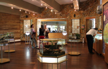 Los insectos disecados son utilizados como material de estudio, mientras los vivos sirven para educar a los vistantes. El museo está ubicado en zona rural de Medellín. FOTO Cortesía Comfenalco 