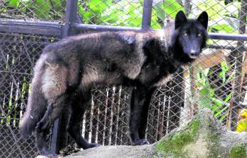 El fin de semana pasado, el lobo de La Estrella fue trasladado del centro de cuarentena del zoológico Santa Fe a una jaula vecina de los jaguares y los pumas. FOTO donaldo zuluaga. 