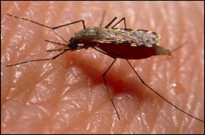 Imagen de archivo. Mosquito anopheles, transmisor de la malaria. FOTO: CORTESÍA.