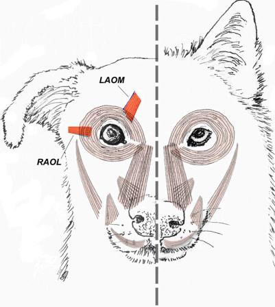 Musculatura facial en el lobo (C. lupus) a la derecha y de perro (C. familiaris) a la izquierda. IMAGEN: Tim D. Smith (Cambridge University Press, Cambridge, UK).