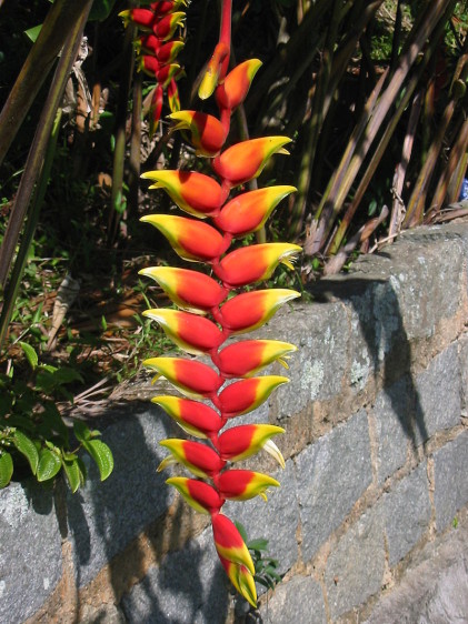 País: Bolivia. Flor: patujú (Heliconia rostrata).
