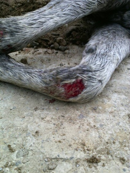 Denuncian caso de maltrato animal contra una mula en Caracolí
