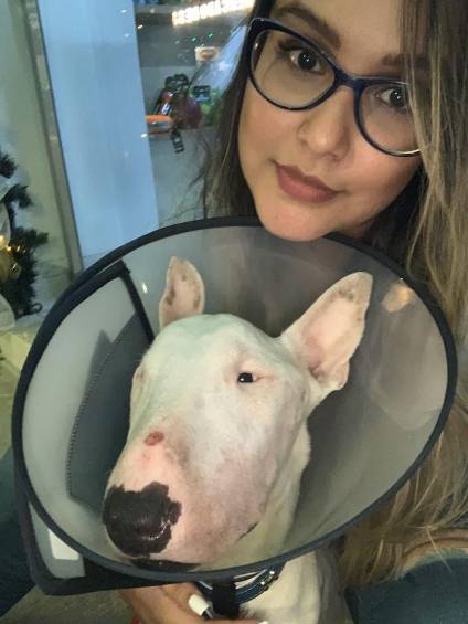 Así fue el milagroso rescate de un perro en Medellín