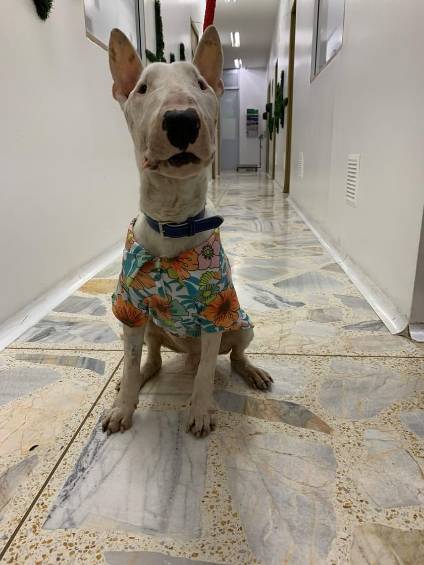 Así fue el milagroso rescate de un perro en Medellín