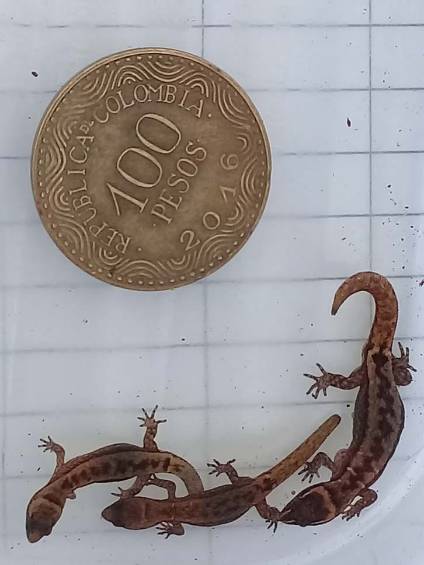 El lagarto más pequeño del mundo vive en el Parque Nacional Natural Tayrona 