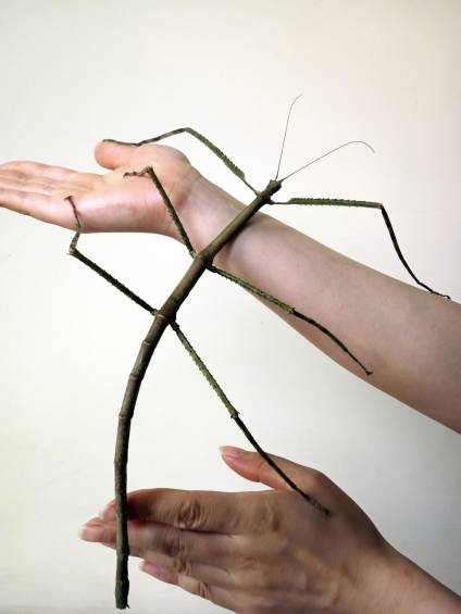 Descubren en China el insecto más largo del mundo