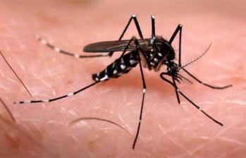 Mosquito Aedes aegypti, que transmite enfermedades tropicales como el dengue, zika y chikunguña. FOTO COLPRENSA