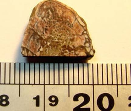 En este fragmento encontraron el colágeno. FOTO Cortesía www.nature.com