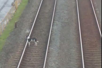 Perro se coló en las vías del Metro de Medellín, no pudo ser atrapado y luego escapó por sus propios medios. FOTO CAPTURA DE VIDEO