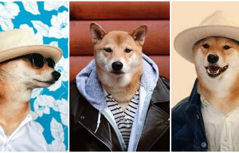 Estos son varios de los atuendos usados por Bodhi y subidos hasta ahora a su cuenta en Instagram Menswear Dog.