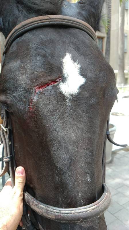 Así mismo, uno de los carabineros denunció el ataque a uno de los caballos con un objeto contundente que le causó una herida abierta. FOTO JAIME PÉREZ
