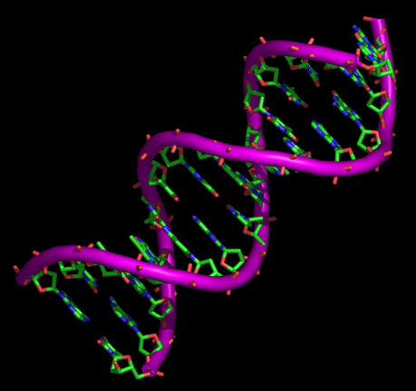 Tenemos los mismos genes, pero se expresan de manera diferente entre sexos e individuos. Foto Ciencias Españolas