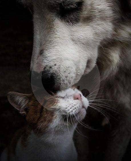 Este fin de semana será para demostrar el amor por los animales de compañía. FOTO CORTESÍA