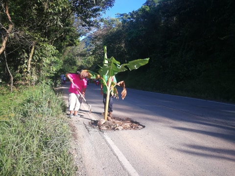 Como protesta, comunidad “siembra” árboles en huecos de la autopista Medellín-Bogotá