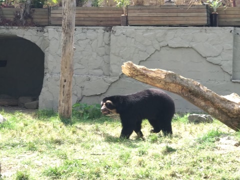 El oso permanece en el zoológico de Medellín tras ser recuperado en 2017 por el equipo de fauna silvestre de Corantioquia. Foto Cortesía Corantioquia