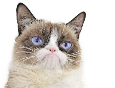 Grumpy Cat es el gato más famoso en Facebook con 1.500.000 seguidores. FOTO Internet