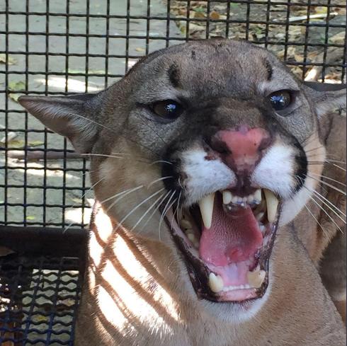 El puma que fue reportado en situación de riesgo por comunidad de Chigorodó se encuentra en hogar de paso. FOTO CORTESÍA 