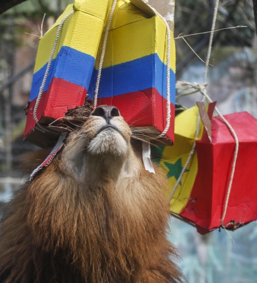 Nené el león del zoológico de Medellín se frotó las esencias de la caja de Colombia. Foto: Robinson Sáenz