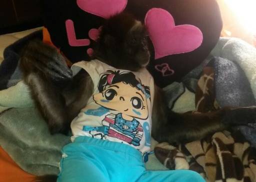 El ejemplar registra buen estado de salud. FOTO CORTESÍA Q´HUBO MEDELLÍN