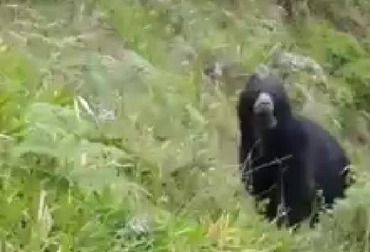 El oso andino fue observado y grabado en zona rural del corregimiento Santa Rita, de Andes. IMAGEN TOMADA DEL VIDEO