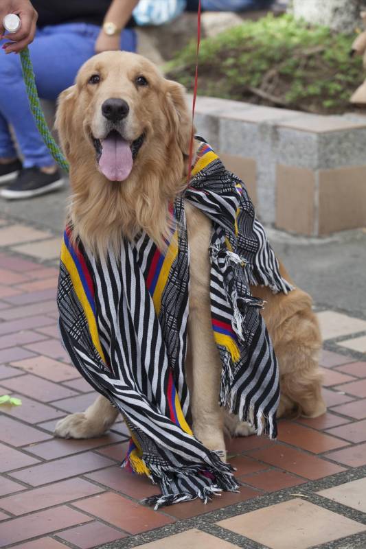 Mascotas de todos los tamaños se dieron cita en la estación estadio. FOTO EDWIN BUSTAMANTE