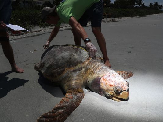 Según científicos, lo alarmante es que si bien es natural ver tortugas muertas en temporada de alga roja, altamente tóxica, nunca antes se había dado tal mortalidad en tan poco tiempo. FOTO twitter