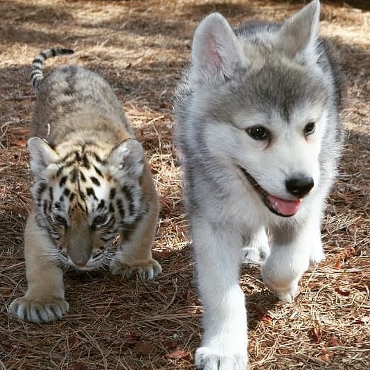 son leones perros o gatos