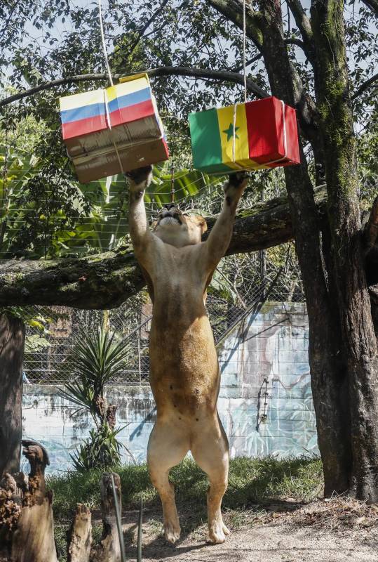 Valentina, en su salto, golpeó al mismo tiempo las cajas de ambos conjuntos prediciendo un empate. Foto: Robinson Sáenz
