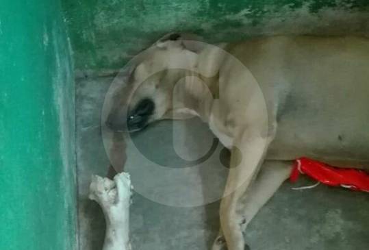 Imagen de “Mona” momentos después de fallecida. Se nota el charco de sangre. FOTOS CORTESÍA