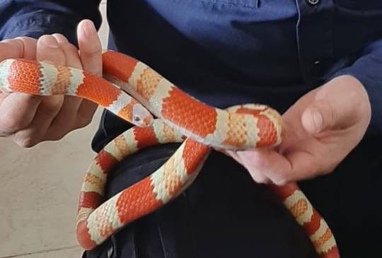 El animal estaba en buenas condiciones. FOTO CORTESÍA