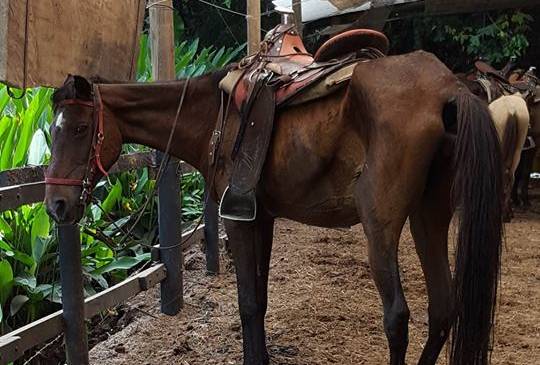 Varios equinos presentaban señales de desnutrición. Fotos Cortesía Luisa Giraldo
