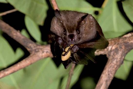 El sistema de los murciélagos tiene capacidad para trabajar en tres dimensiones y otorga una orientación precisa en cada momento que les permite guiarse en entornos complejos. FOTO Cortesía