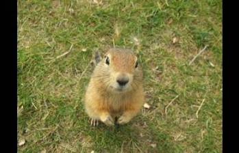 El calor modifica la crianza | Cortesía | Una ardilla del Ártico. Estos animales son afectados también por la variación en las condiciones ambientales.