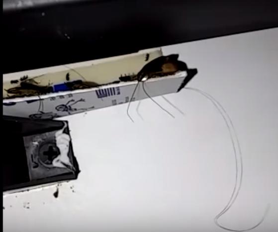 Las autoridades detectaron un deterioro locativo, pésimas condiciones de limpieza y desinfección y cucarachas en la cocina de la clínica Esimed, ubicada en el barrio Belén de Medellín. FOTO: CORTESÍA 