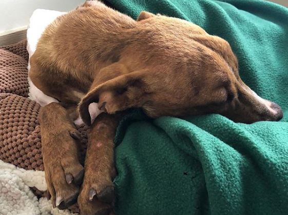 “Milagro” como fue llamado el perro, se encuentra en recuperación FOTO TOMADA INSTAGRAM Big Dog Ranch Rescue