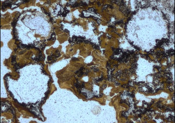 Burbujas donde se encontraorn los microbios en la formación Pilbara. Foto UNSW