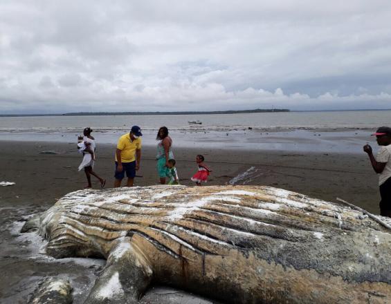 La ballena jorobada tenía aproximadamente dos años de edad, 10 metros de longitud y 4 toneladas de peso. FOTO COLPRENSA EL PAÍS