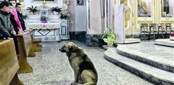 Murió perro que esperaba todos los días en la iglesia a su dueña muerta