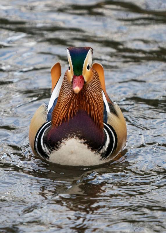 Aunque su hábitat natural se encuentra en China y Japón, a miles de kilómetros de Manhattan y atravesando el océano Pacífico, este pato mandarín es ahora visto regularmente entre las especies de aves del Central Park en Estados Unidos. Los zoológicos de la ciudad dicen que entre sus animales no tienen registro de esta especie. Foto: AFP