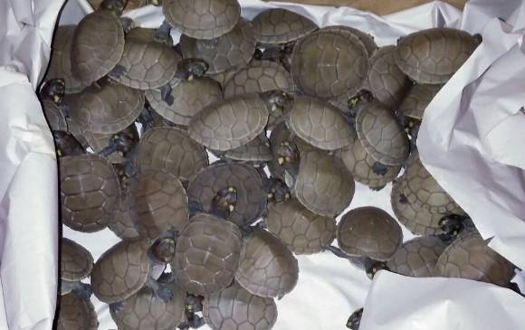 Las tortugas tienen menos de un mes de nacidas. FOTO Cortesía
