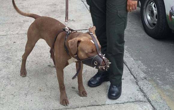 Un menor de edad de 3 años de edad, identificado como Dilan Stiven Restrepo, fue atacado por este perro de raza pitbull el pasado domingo. FOTO CORTESÍA