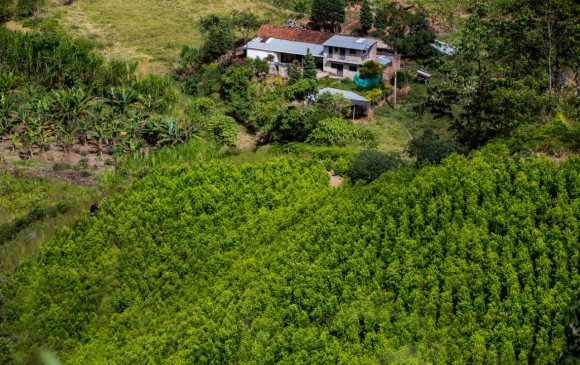 En 2019, los cultivos de coca aumentaron 24,1 % en el Catatumbo. FOTO JULIO HERRERA