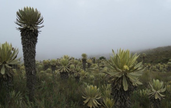 Las corporaciones autónomas regionales se encargan de la gestión del ambiente en las regiones. FOTO CORTOLIMA