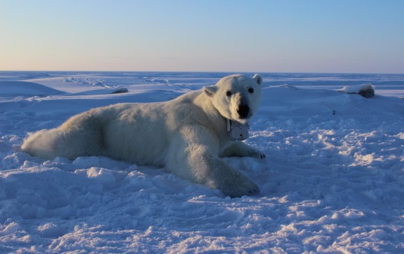 Los osos polares dependen del hielo marino para cazar focas. foTO Anthony Pagano, USGS.