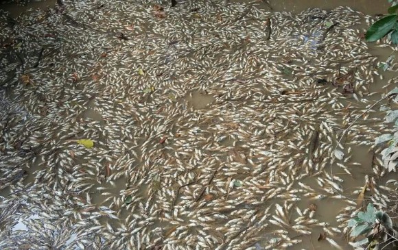 FOTO CORTESÍA ASOCIACIÓN DE PESCADORES DE PUERTO BOYACÁ
