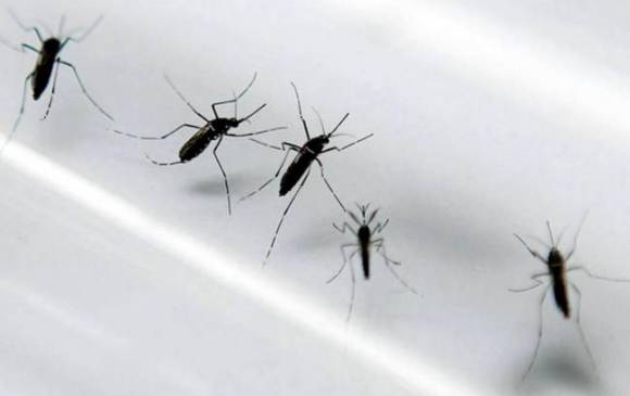 El zika es producido por el mismo zancudo que transmite el dengue y el chikunguña. FOTO: CORTESÍA