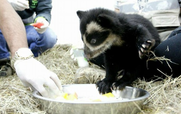 Oso bebé Remedios seguirá al cuidado del zoológico Santa Fe después de que la Corte Suprema negara el habeas corpus. Foto: Corantioquia. 