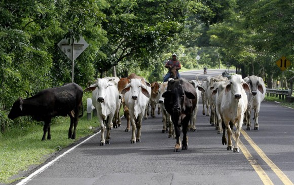El Fondo Nacional de Ganado tiene entre sus tareas organizar industrias con sistemas eficientes de comercialización que permitan en ciertos casos subsidiar los precios de la carne. FOTO ARCHIVO