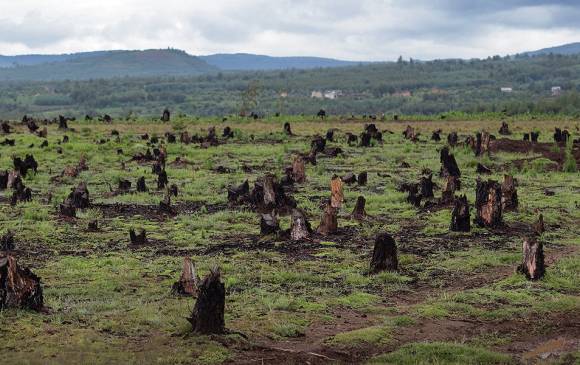3.875 detecciones tempranas de deforestación fueron identificadas por el Ideam. FOTO Colprensa.